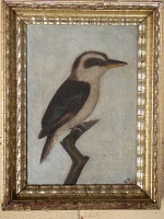 Kookaburra, Dacelo-novaeguineae