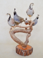 Californian-quail, Lophortyx-californica, Chukar-partridge, Alectoris-chukar, King-Quail,  Coturnix-chinensis