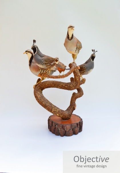 Partridge, Quail, Bird-Taxidermy,