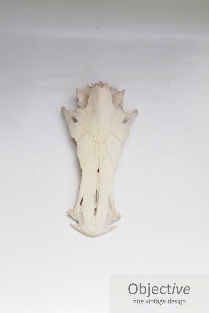  Crucifix-Catfish-Skull