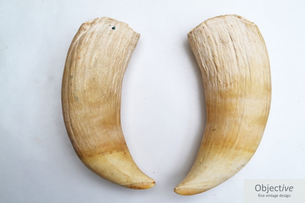 Pair Sperm Whale Teeth | Objective Fine Vintage Design