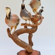 Partridge, Quail, Bird-Taxidermy,