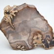 Petrified-Wood,