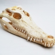 Salt-Water-Crocodile-Skull, crocodile-skull, skull,