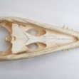 Salt-Water-Crocodile-Skull, crocodile-skull, skull,