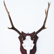 Deer-Antlers, 