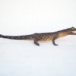 Saltwater-Crocodile, Crocodylus-porosus, Taxidermy