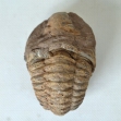 Trilobite_Fossil, Trilobite-Fossil, 