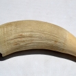Sperm-whale-tooth.