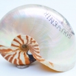 Scrimshaw, nautilus-shell, New-Caledonia-engraved-shell, New-Calidonia, Souvenir-de-Noumea, first-arts, artificial-curiosities