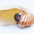 Scrimshaw, nautilus-shell, New-Caledonia-engraved-shell, New-Calidonia, Souvenir-de-Noumea, first-arts, artificial-curiosities